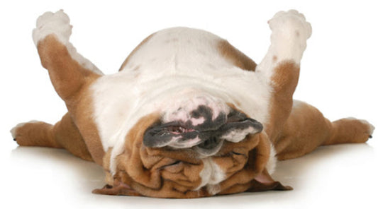 Avoid the Sugar Crash like the....nevermind
