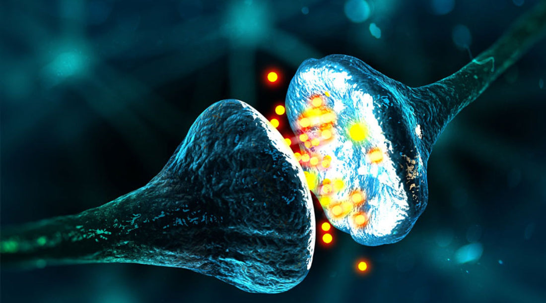 Functional Training for the Nervous System