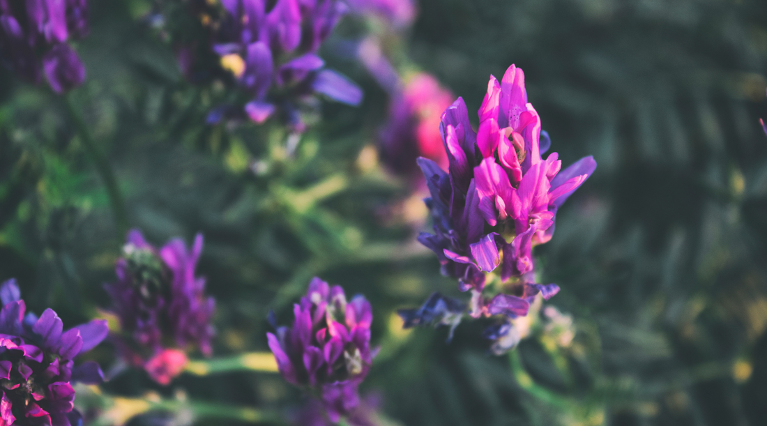 Health Benefits of Astragalus Earth Fed Armor