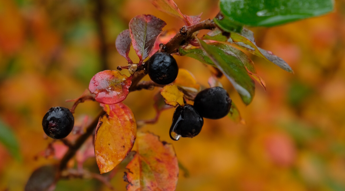 5 Key Health Benefits of Chokeberry
