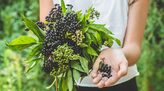 4 Key Health Benefits of Elderberry