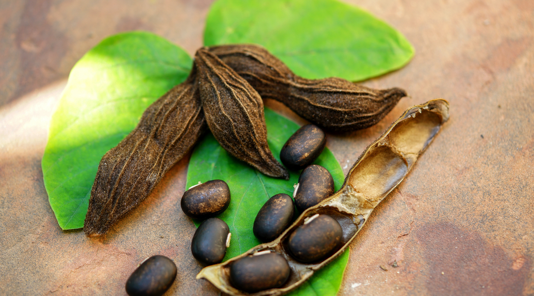 L-DOPA and Mucuna Pruriens: Health Benefits and More