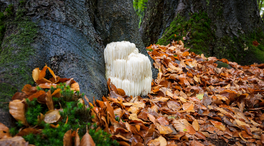 Benefits of Lion’s Mane Mushroom