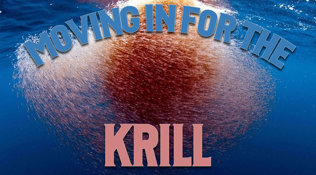 Moving in for the Krill