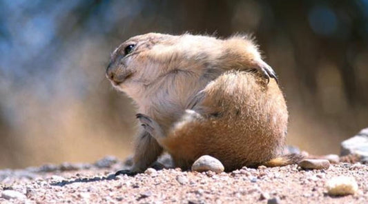 Spinal Anatomy, Fitness and Back Pain